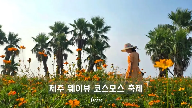 웨이뷰-코스모스-축제