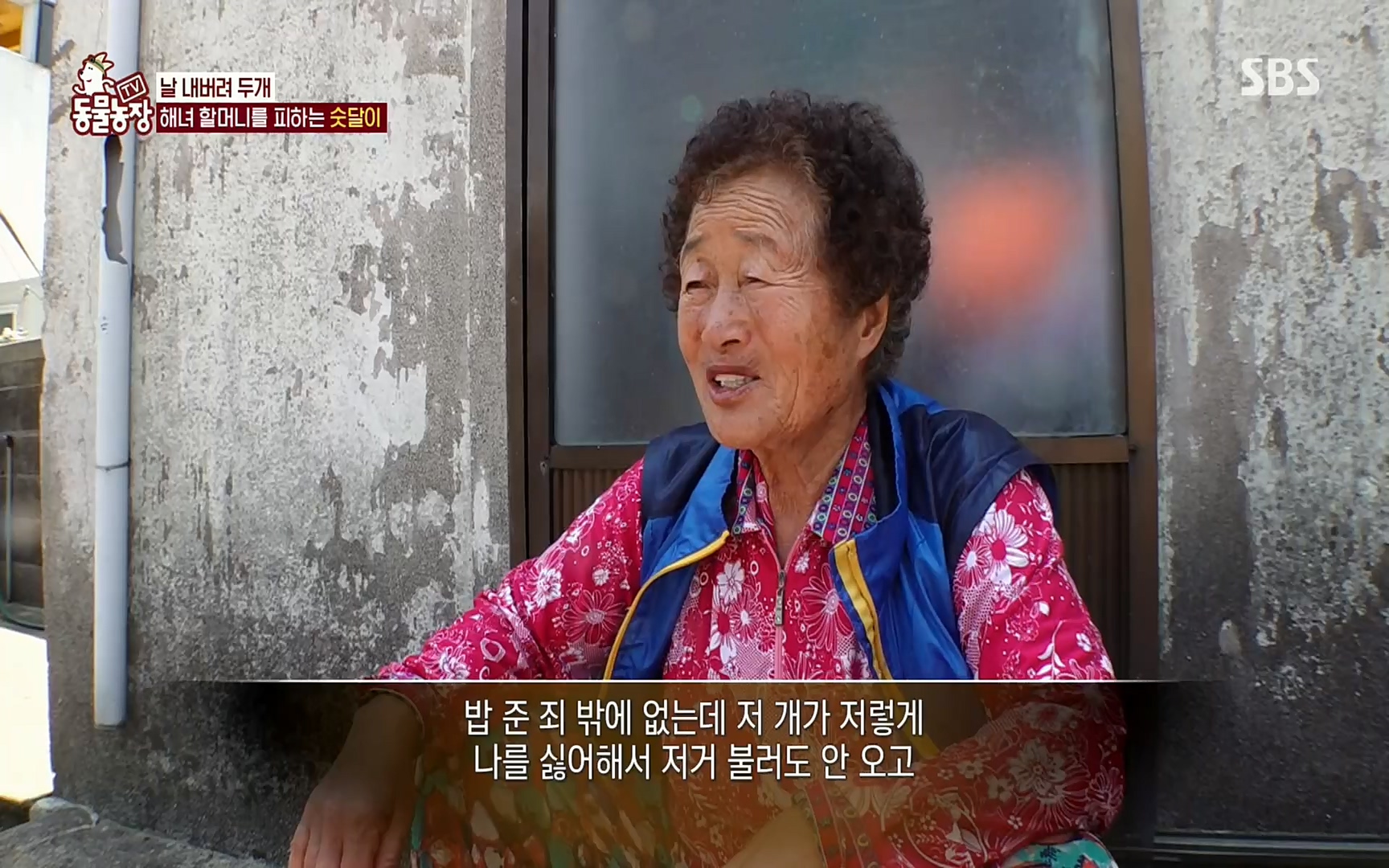 TV 동물농장.E1073.220612p.H264-F1RST.mp4_20220612_181400.900.jpg