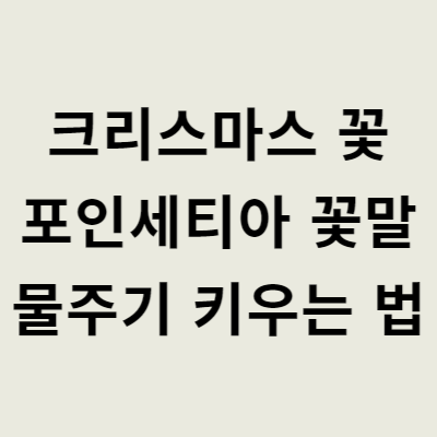 크리스마스 꽃 포인세티아 꽃말 물주기 키우는 법