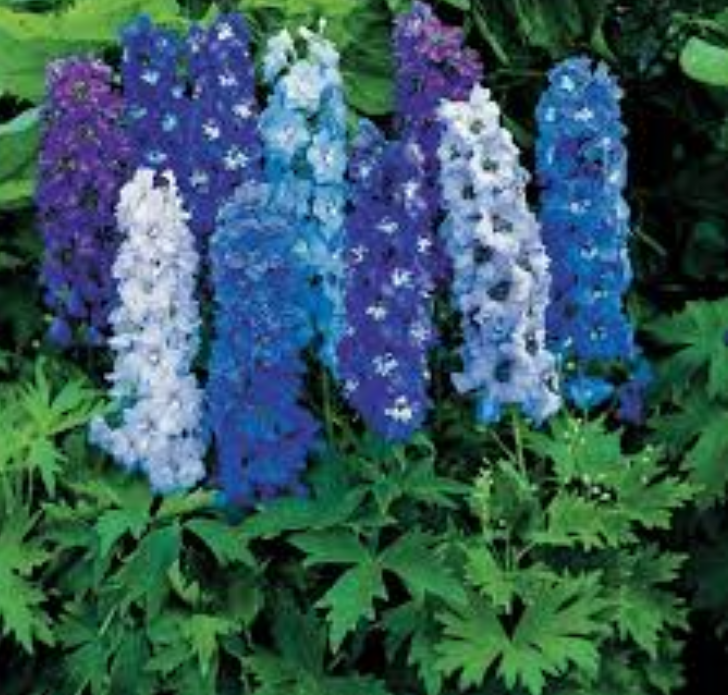  델피늄 (DELPHINIUM) 효능 부작용, 섭취법은?
