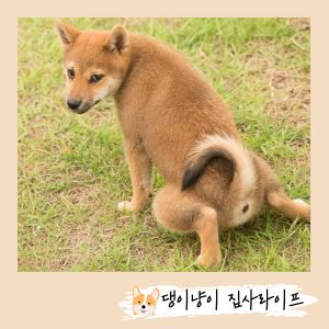 새끼-강아지-배변
