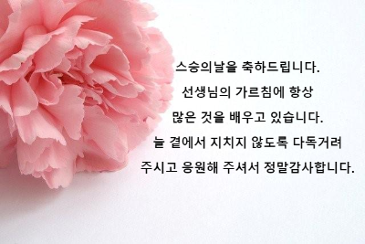 분홍색 카네이션 한 송이