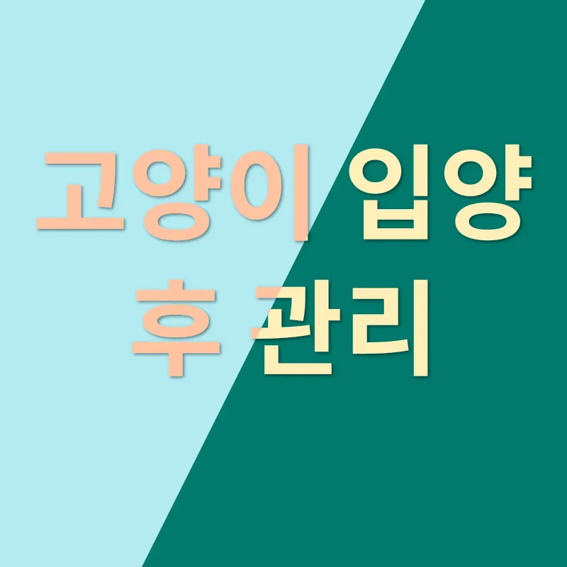 고양이 입양_3