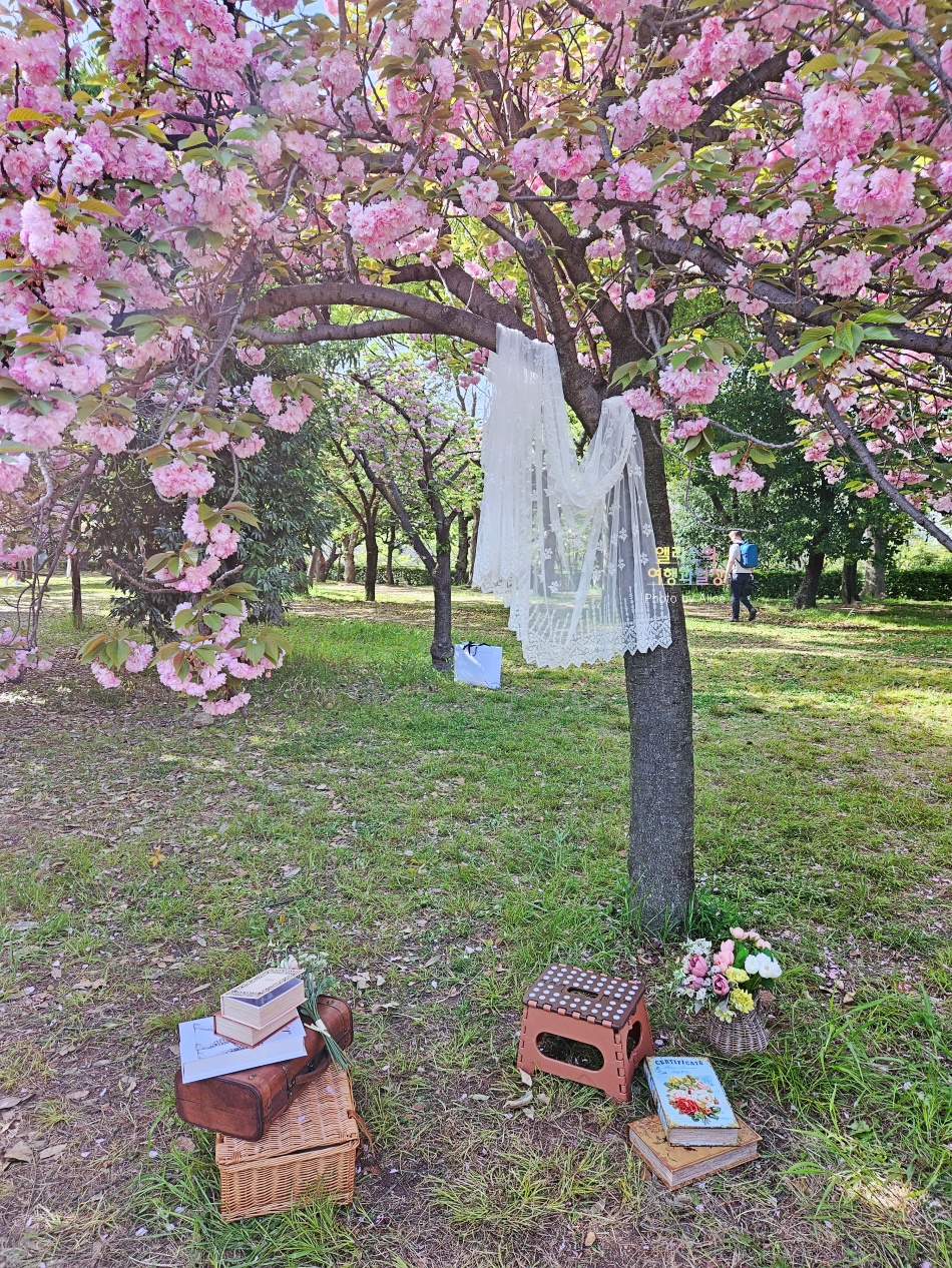오사카 자유여행,  만개한 오사카성 겹벚꽃
