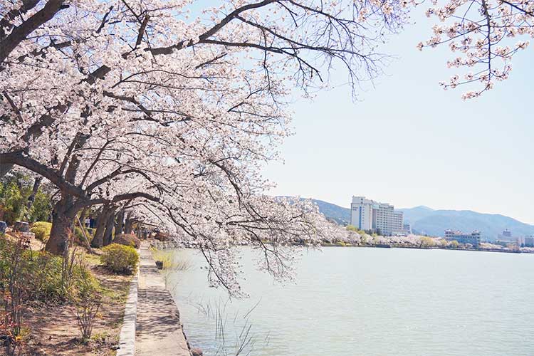 경주벚꽃명소 보문호반길 풍경사진