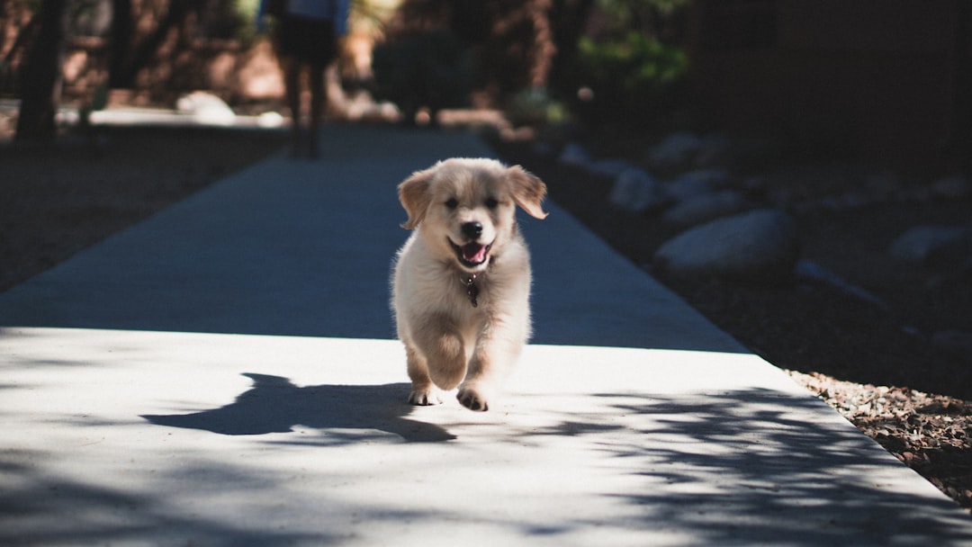 Labrador