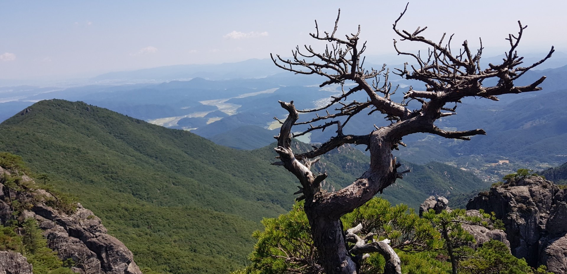 합천 가야산 고목