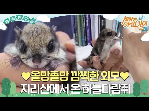 하늘다람쥐 가격 키우기 분양 수명 먹이 성격 종류_5