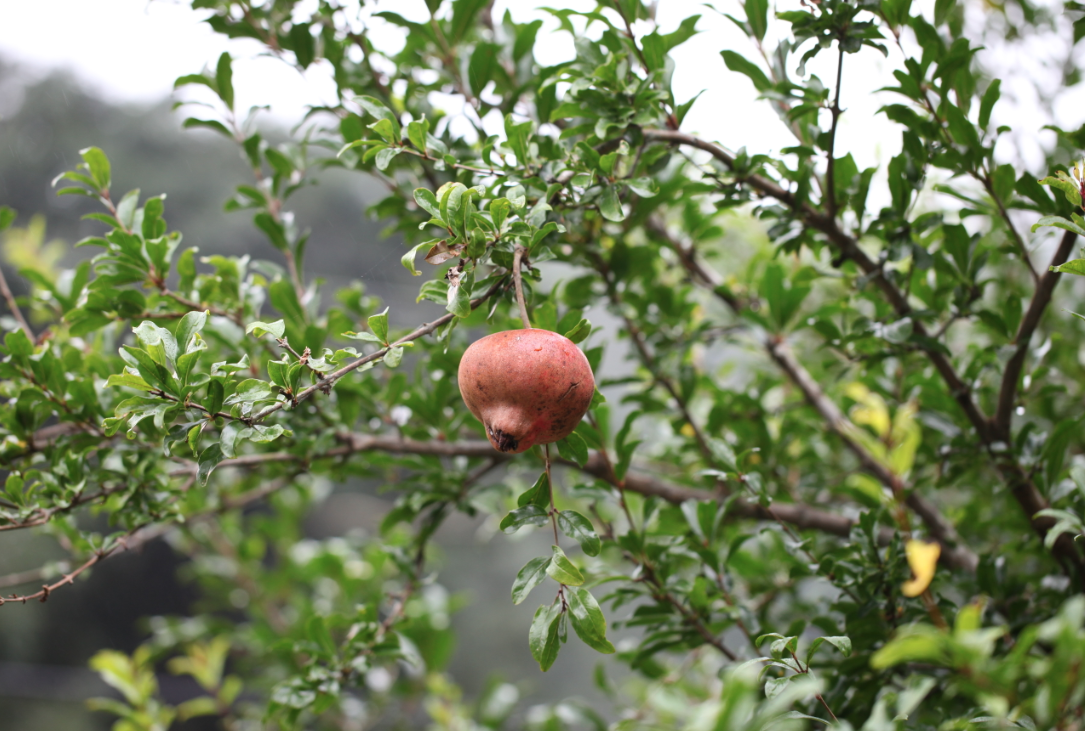 석류나무