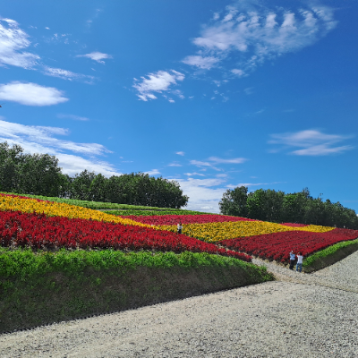 사계채의-언덕-a-four-chambered-hill-flower