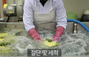 배추 절담 및 세척