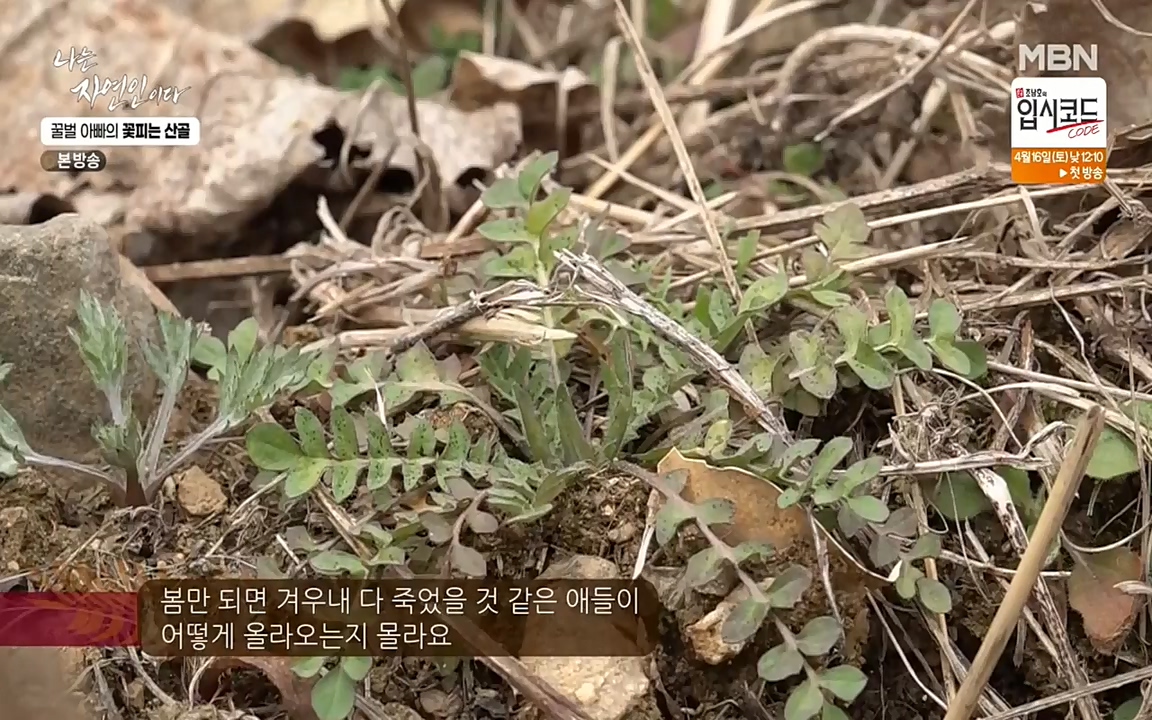 나는 자연인이다.E497.220414p-NEXT.mp4_20220414_182323.269.jpg