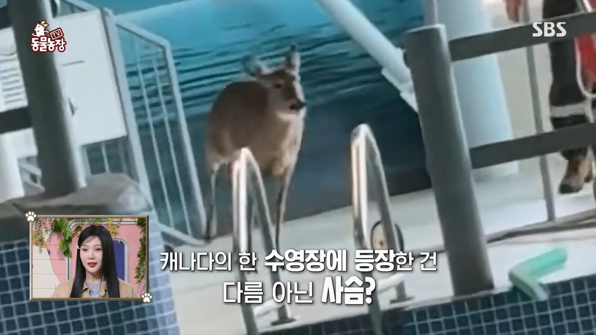 TV 동물농장.E1165.240331p.H264-F1RST.mp4_20240331_144342.808.jpg
