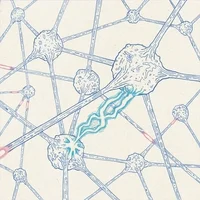 a neuron