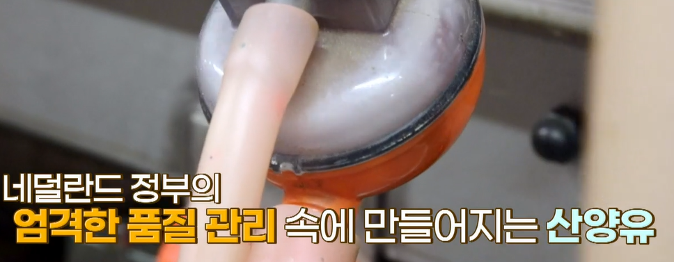 산양유단백질