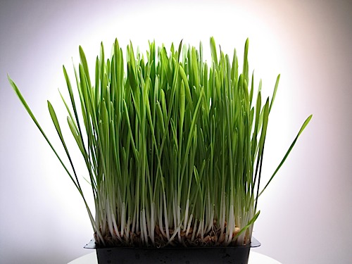 보리싹 싹의 7가지 효능과 부작용 14