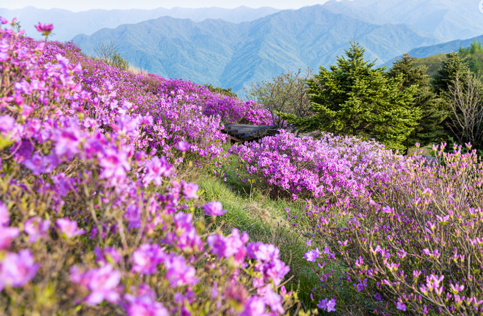 남원 지리산 바래봉 철쭉
📍 위치 : 전북 남원시 운봉읍 바래봉길 2141