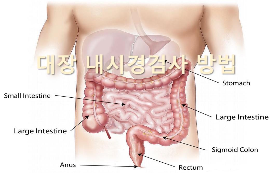  대장질환을 확인하는 대장 내시경검사 방법