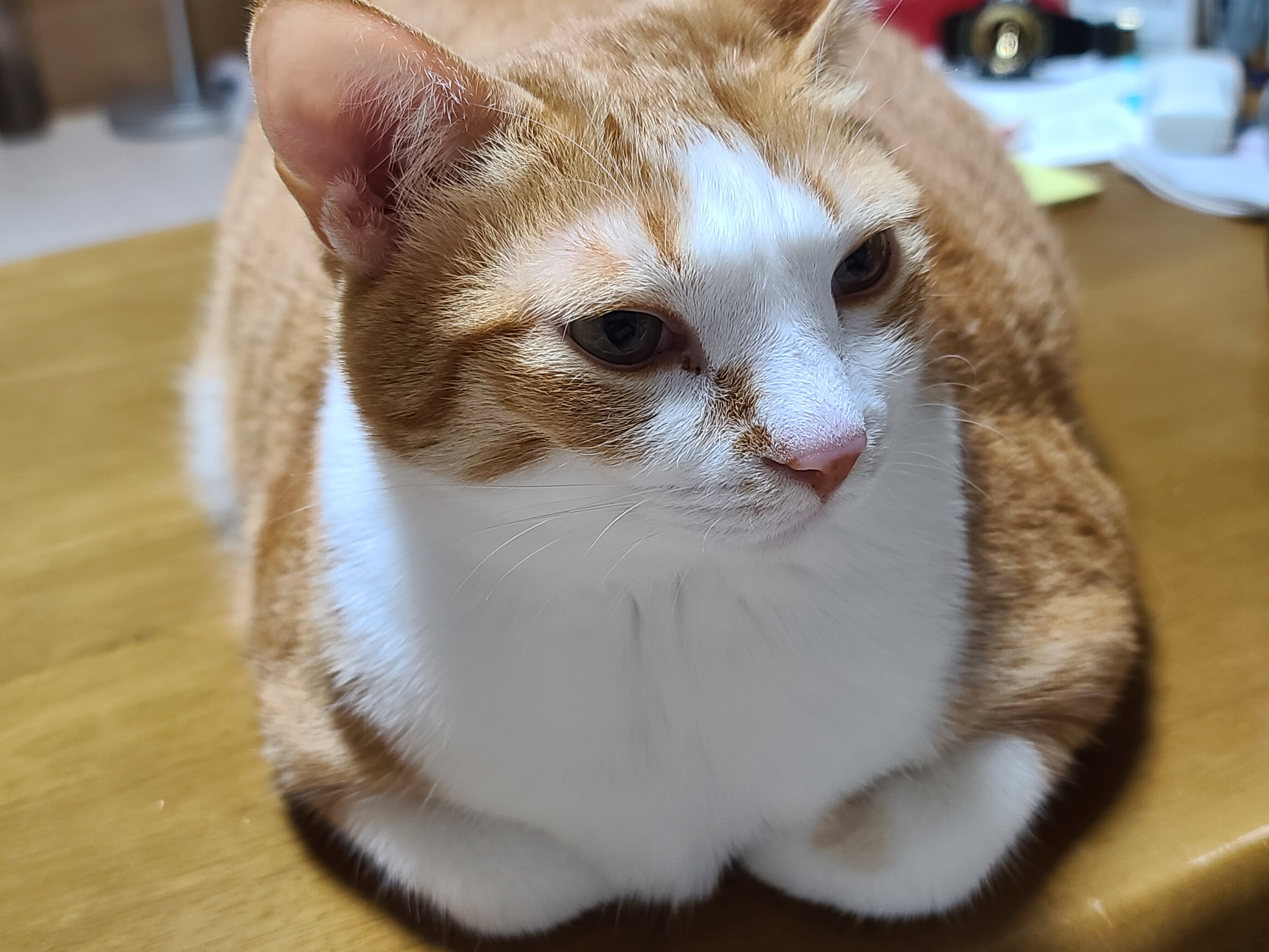 식빵_굽고_있는_치즈냥이_호야_2