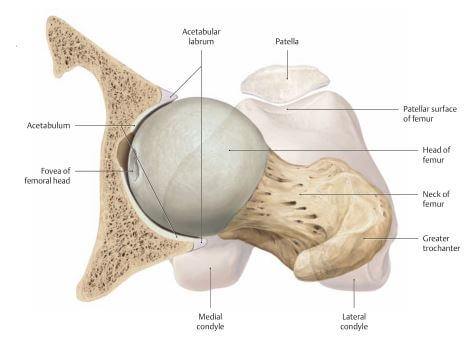 고관절의 구조를 위에서 본 그림으로 대퇴골과 골반뼈의 단면을 보여주고 있음.