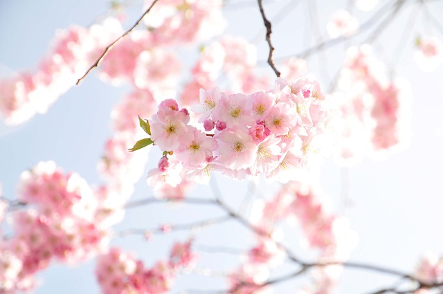 봄 벚꽃 모습(14)