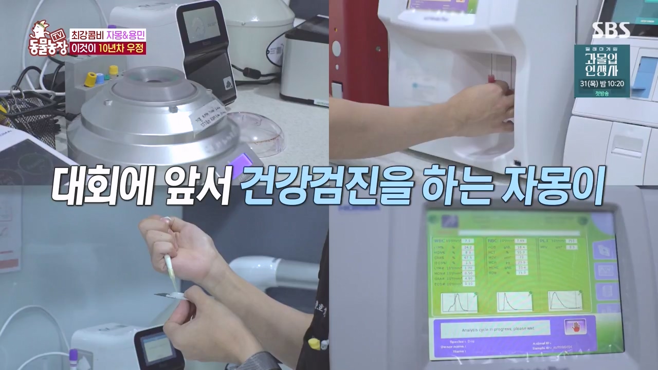 TV 동물농장.E1135.230828p-NEXT.mp4_20230827_180811.079.jpg