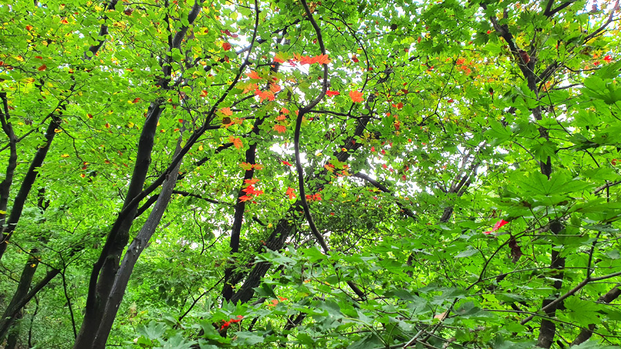 /초가을 풍경 도봉산 29