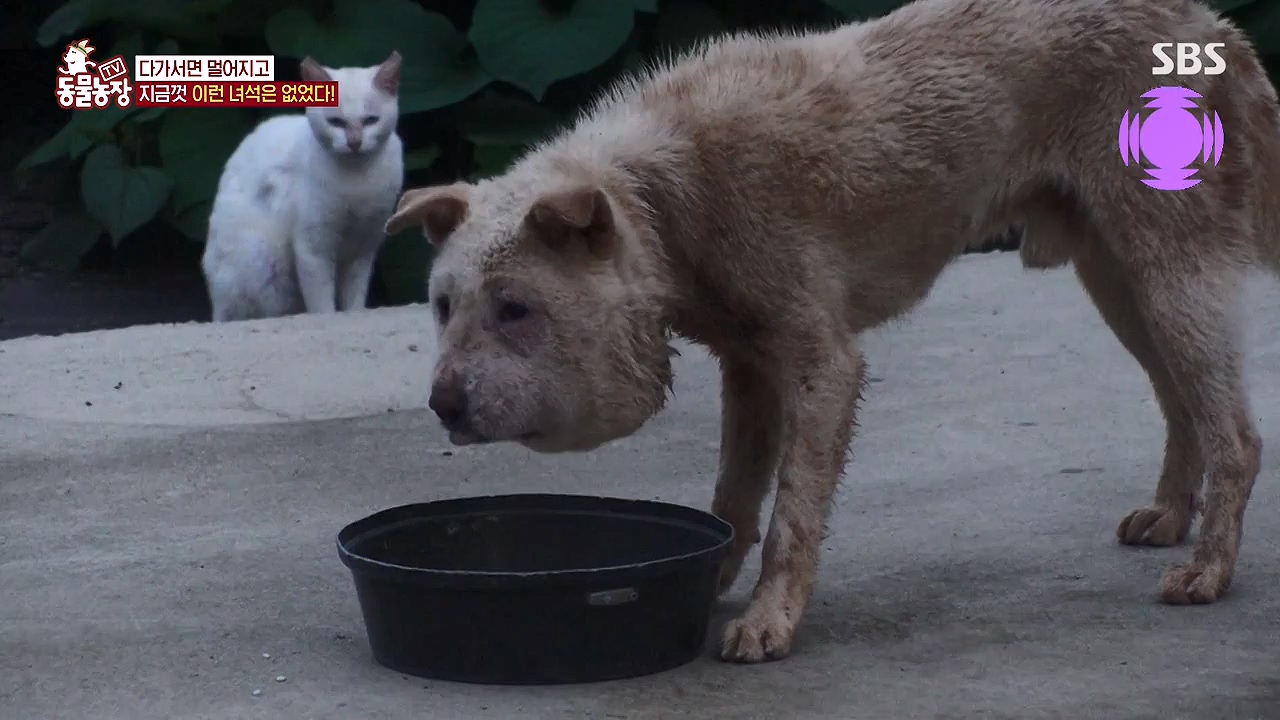 TV 동물농장.E1138.230918p-NEXT.mp4_20230917_174248.913.jpg