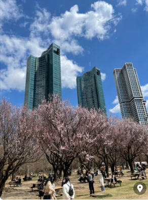 성수동 서울숲 벚꽃나무