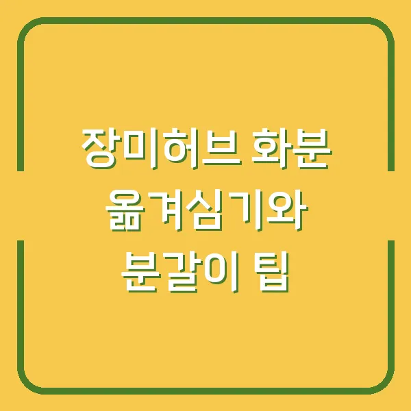 장미허브 화분 옮겨심기와 분갈이 팁