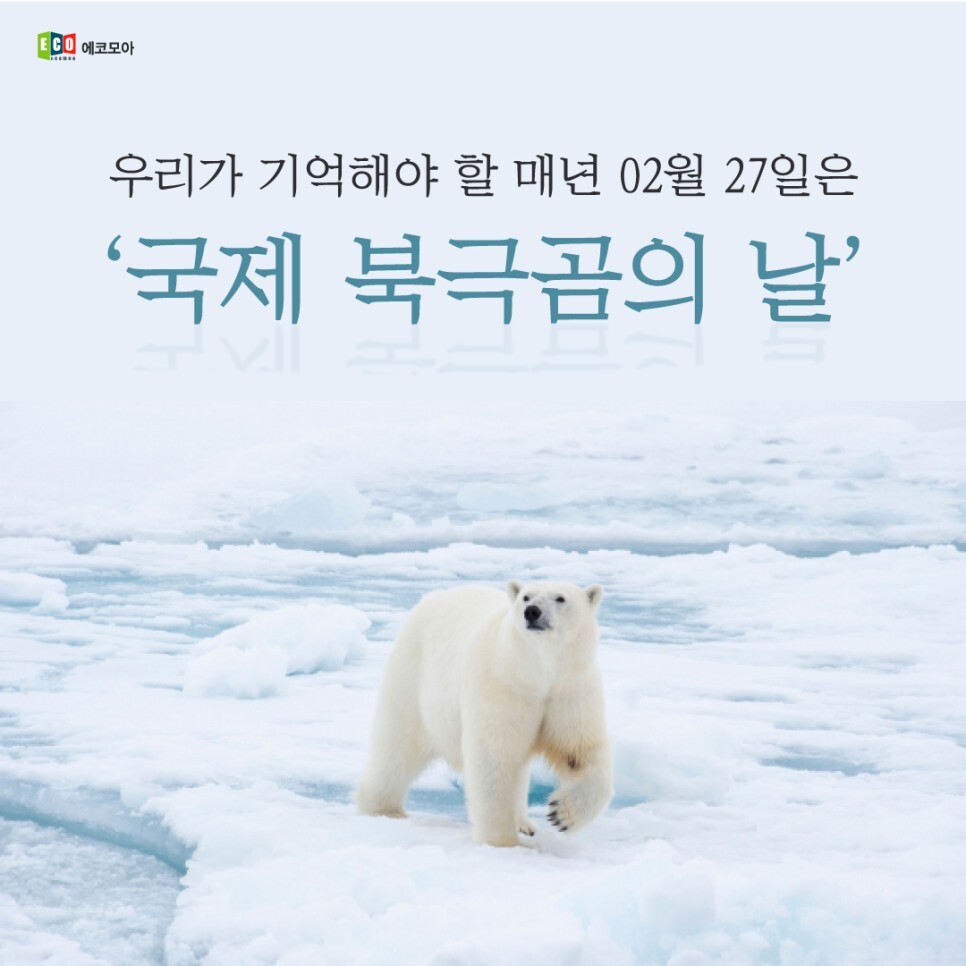  매년 02.27국제 북극곰의 날(feat.메이데이)