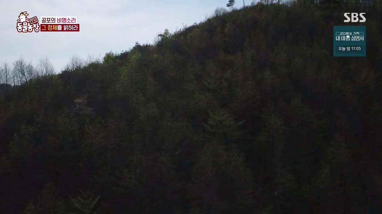 TV 동물농장.E1172.240520p-NEXT.mp4_20240519_165223.205.jpg