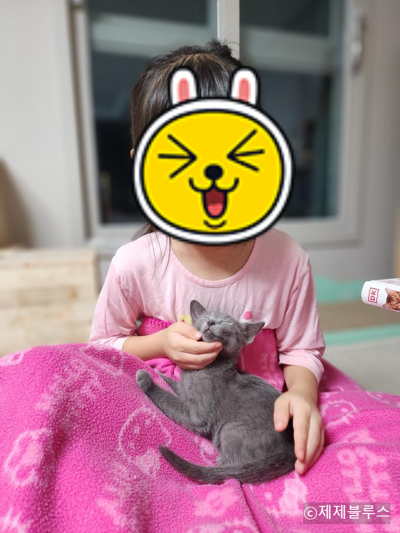 휴식하는-고양이