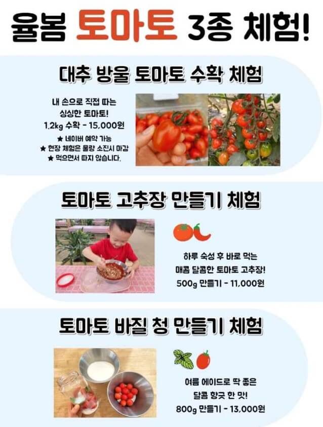 율봄식물원-토마토시즌