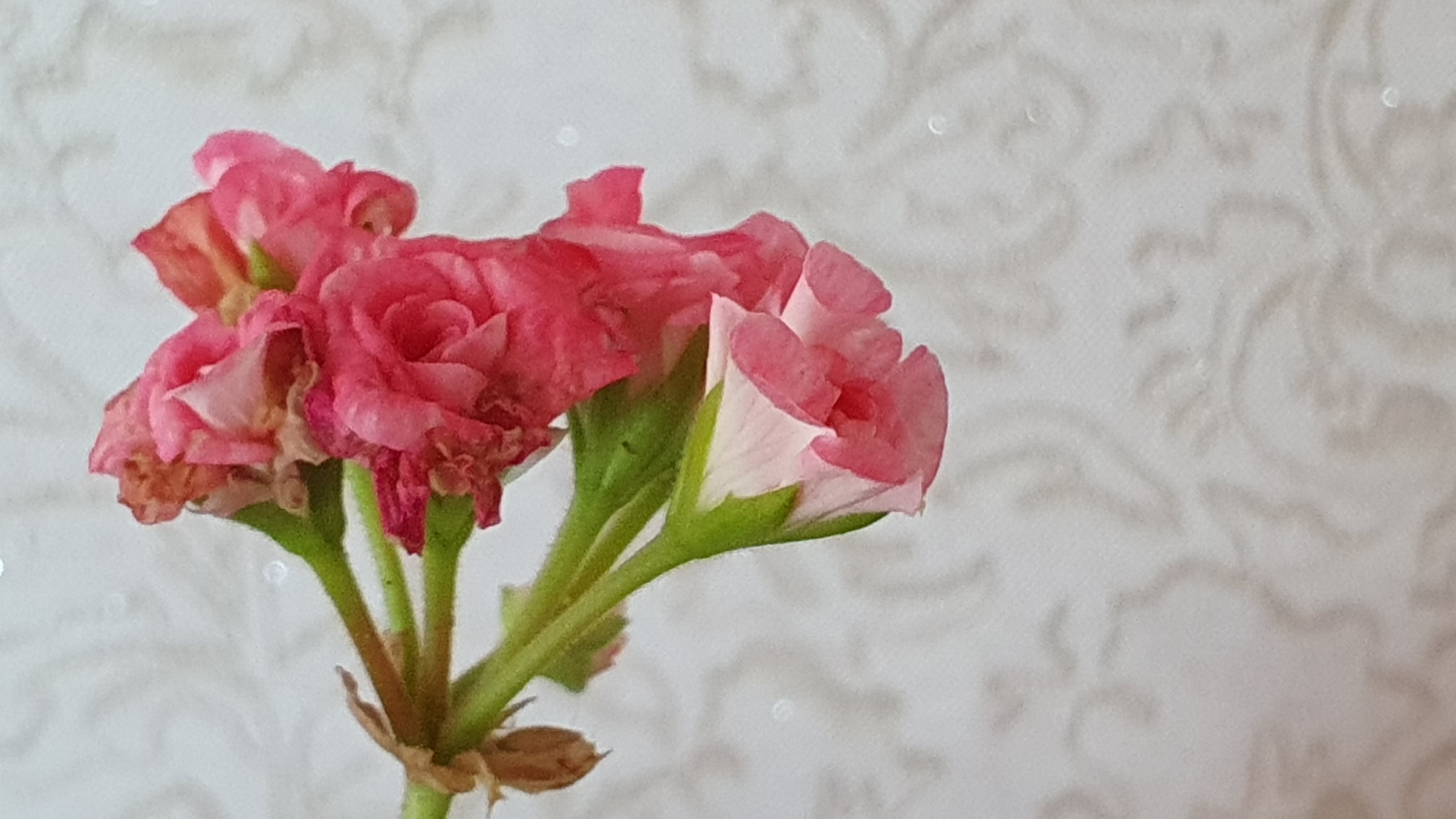 엔젤 로즈 제라늄 꽃