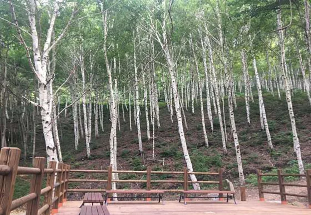 국립김천치유의숲