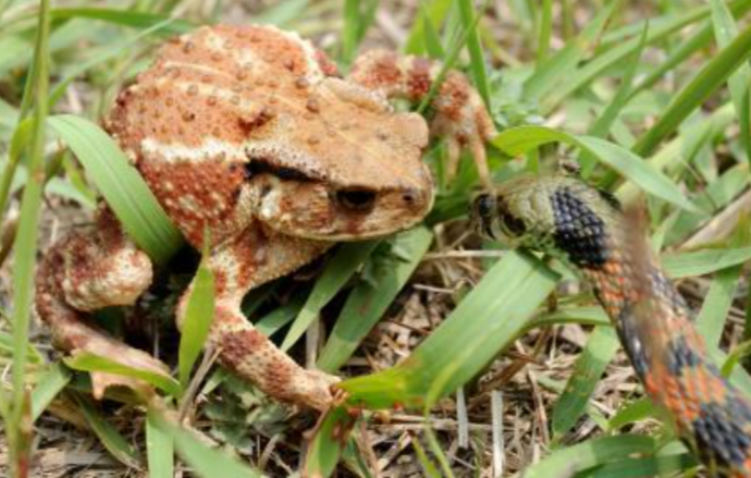 두꺼비(Asian toad)