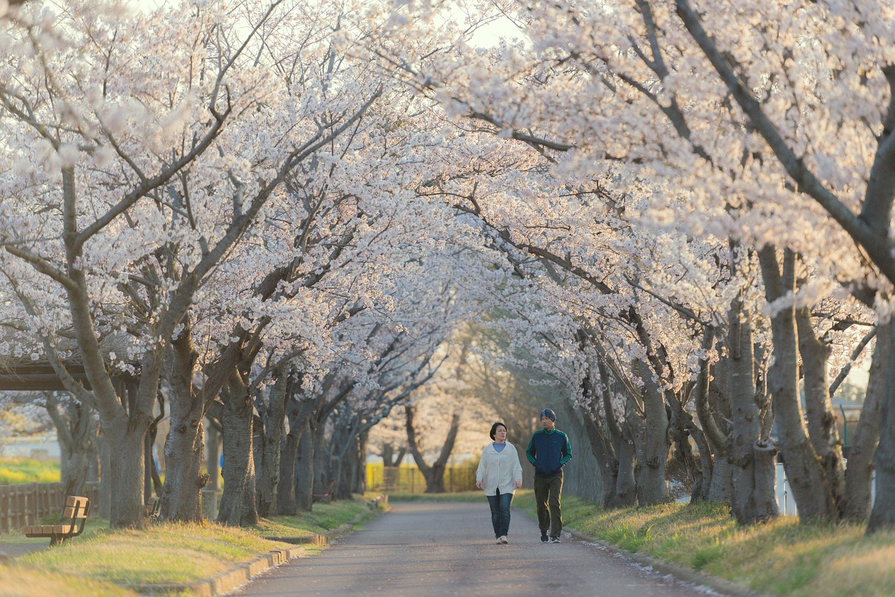 여의도 벚꽃축제