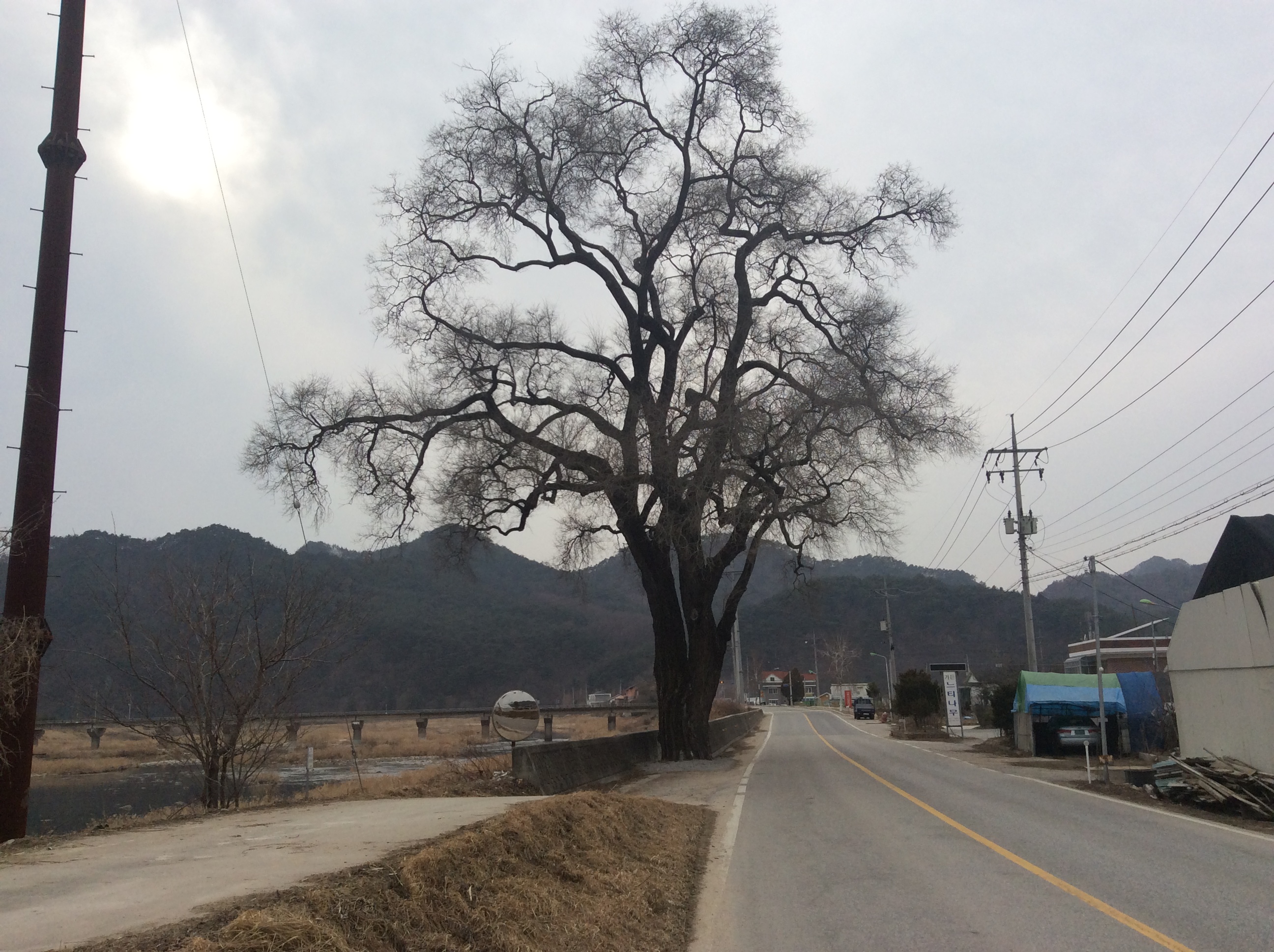  평창 약수리 느릅나무