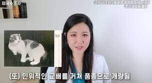 유튜버 미국수의사의 품종묘 논란? 고소 그리고 길고양이 생태계 파괴