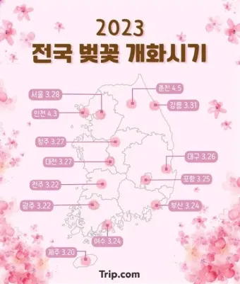 벚꽃 개화시기 2025 만개시기_4