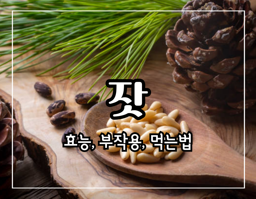 잣 효능 10가지 부작용 및 먹는법