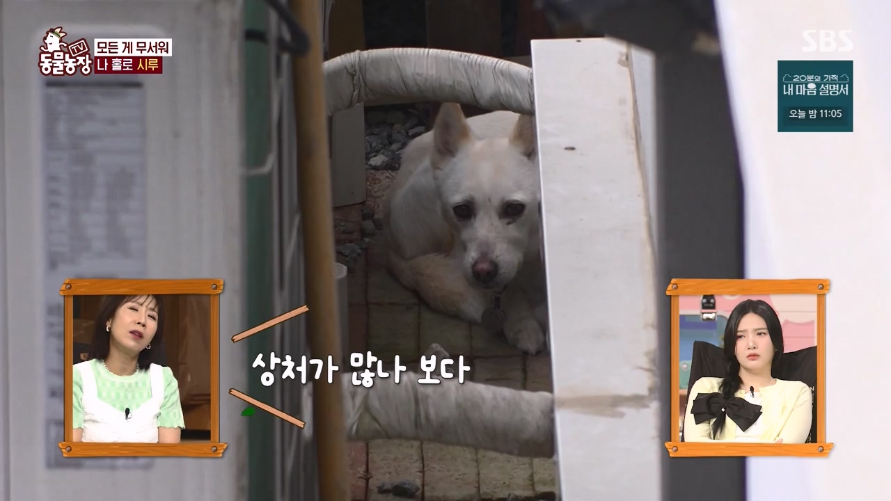 TV 동물농장.E1172.240520p-NEXT.mp4_20240519_165237.767.jpg