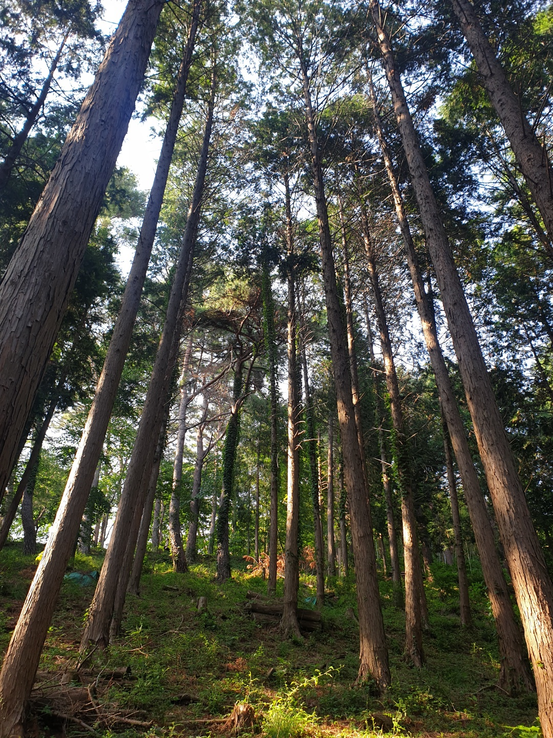 부산 아홉산숲 풍경