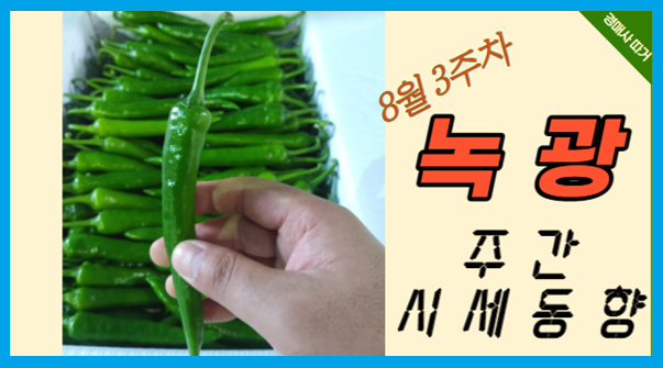  [경매사 고추품종별 주간 동향보고] 점점 존재감을 잃어가는 안타까운 "녹광" (8월 3주차)