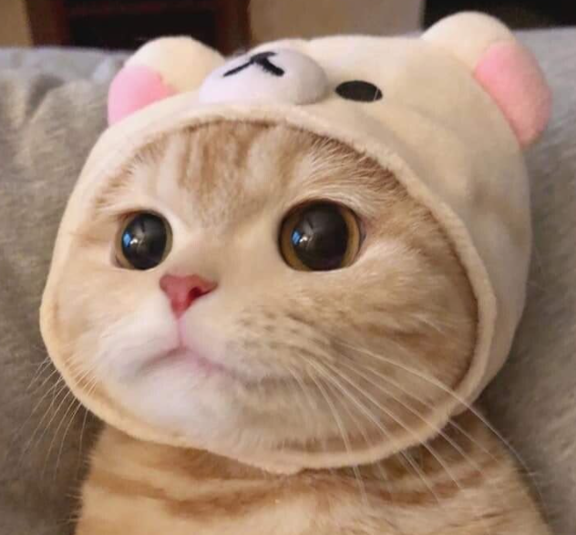  고양이 꿈 흰 새끼 물리는 무는 죽이는 나오는 꿈해몽 보고가세요