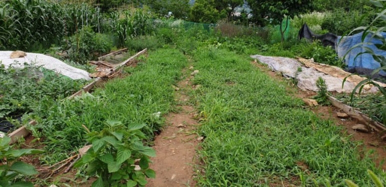 고추 ...모두싹 살포 물에 잠긴 1