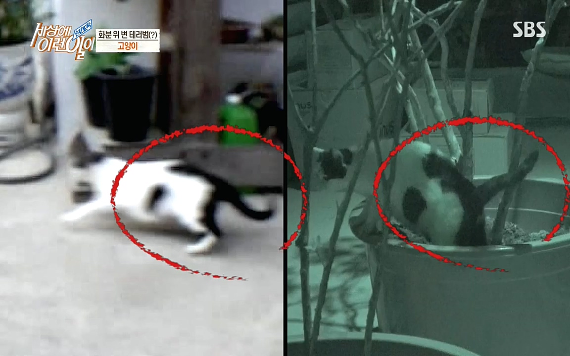 순간포착 세상에 이런일이.E1181.220525p-NEXT.mp4_20220525_202544.839.jpg
