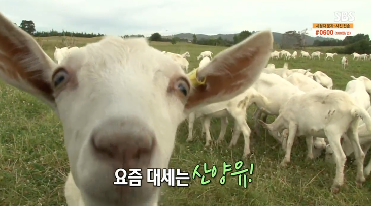  산양유 단백질 효능