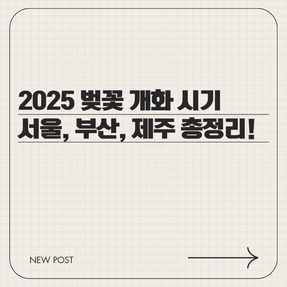 2025 벚꽃 개화 시기 서울, 부산, 제주 총정리!